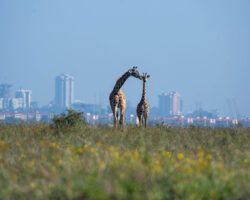 kenya